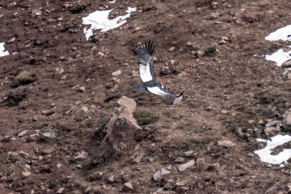 Andean Condor - ML643029687