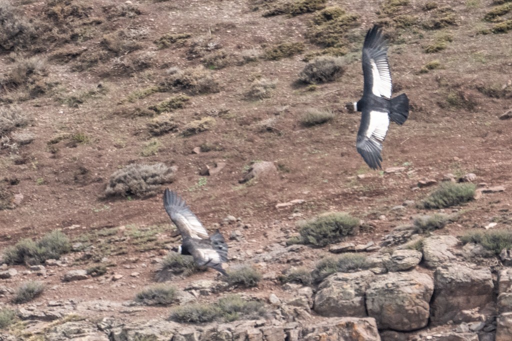 Andean Condor - ML643029688