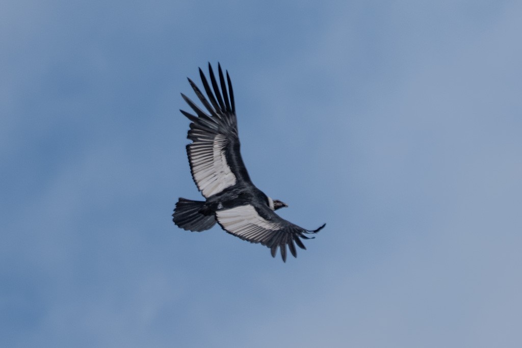 Andean Condor - ML643029689
