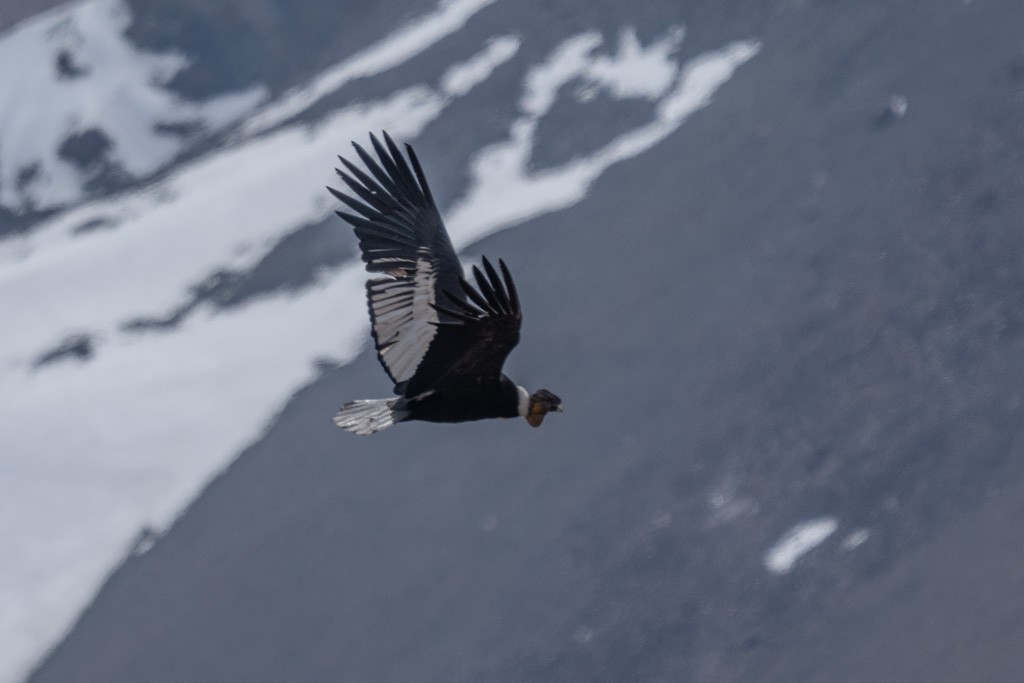 Andean Condor - ML643029690