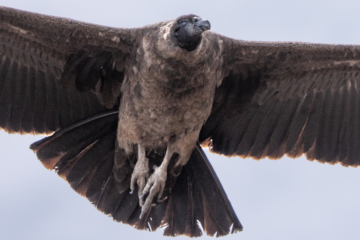 Andean Condor - ML643029692