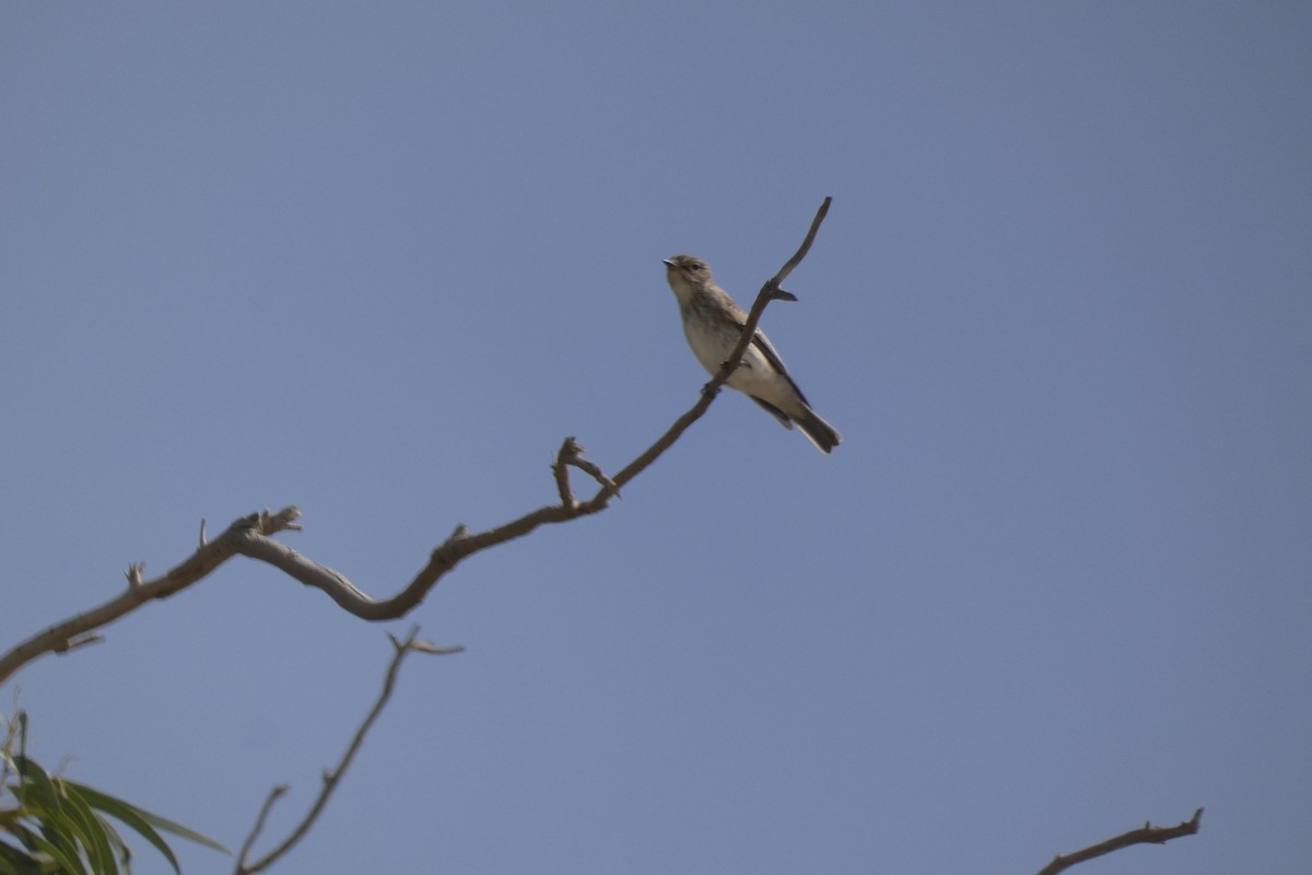 斑鶲 - ML643029701