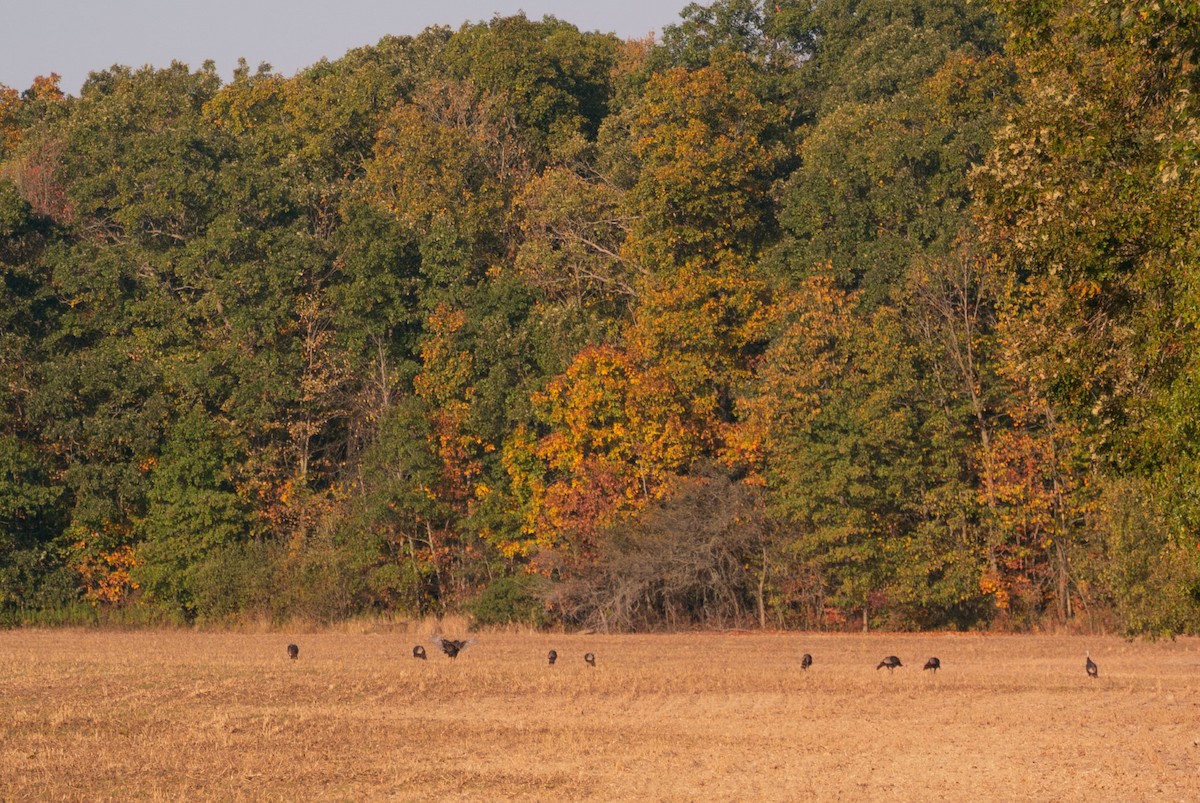 Wild Turkey - ML643029704