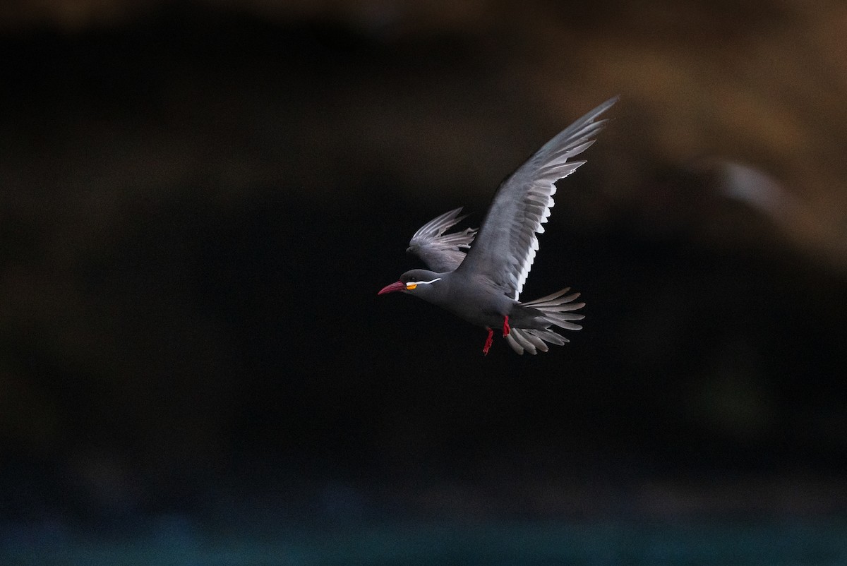 Inca Tern - ML643029716