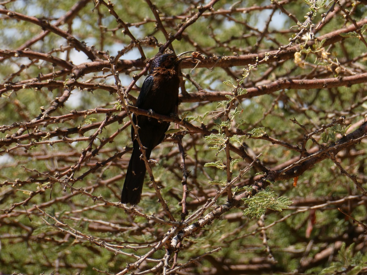 Common Scimitarbill - ML643029719