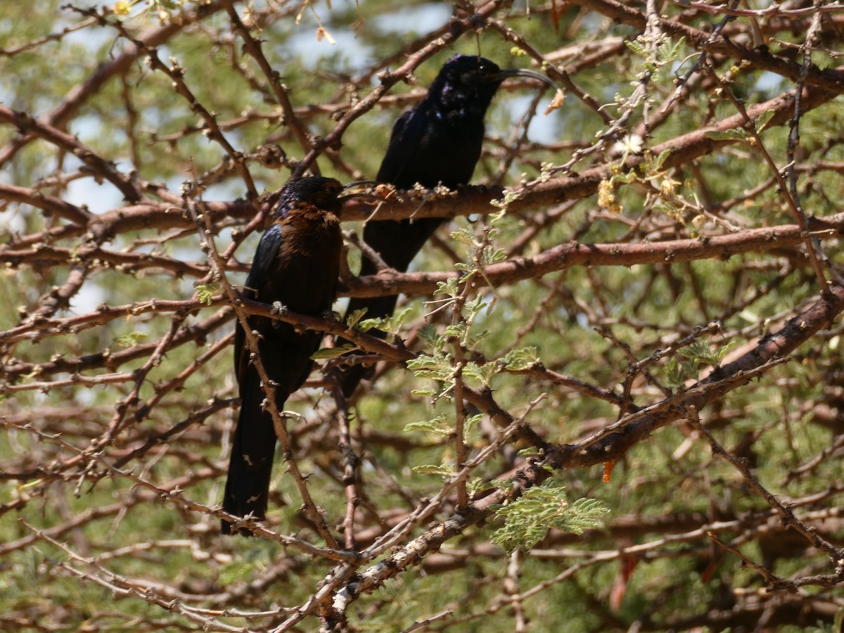 Common Scimitarbill - ML643029726
