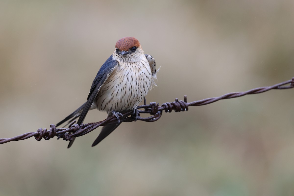 Greater Striped Swallow - ML643029727