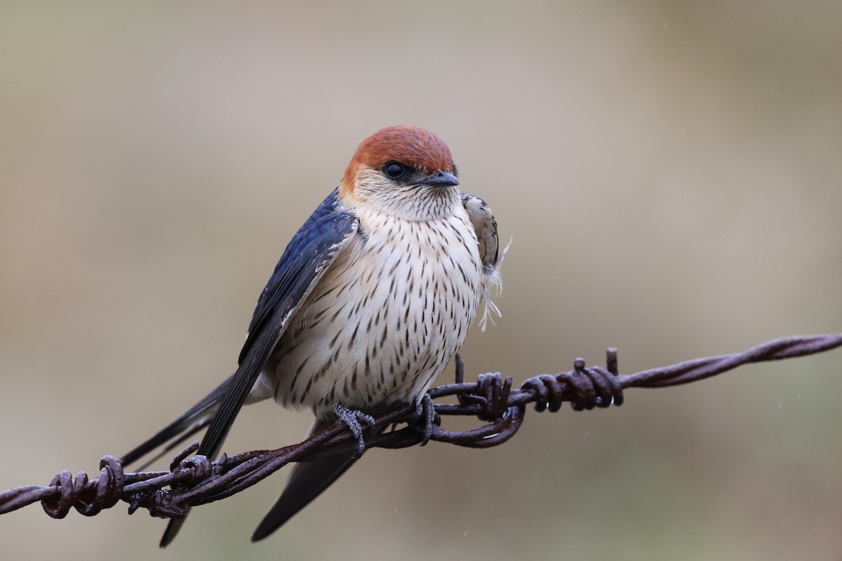 Greater Striped Swallow - ML643029728