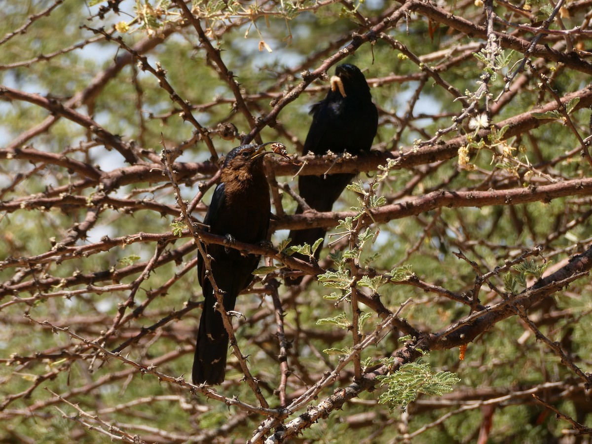 Common Scimitarbill - ML643029729
