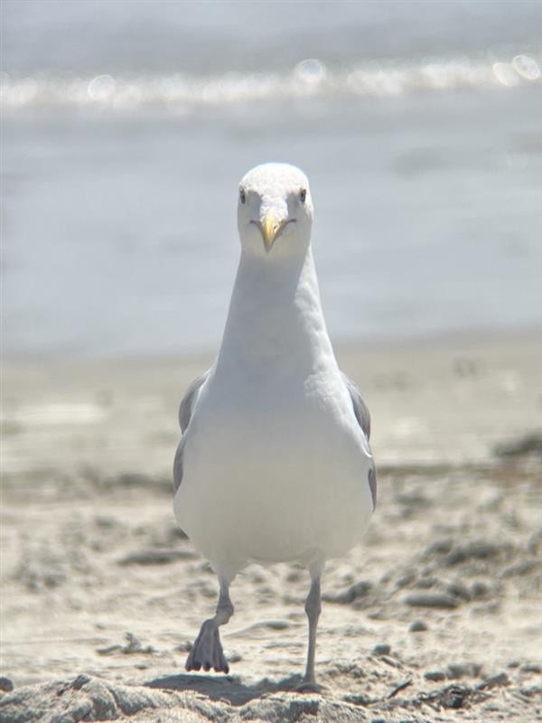 American Herring Gull - ML643029736