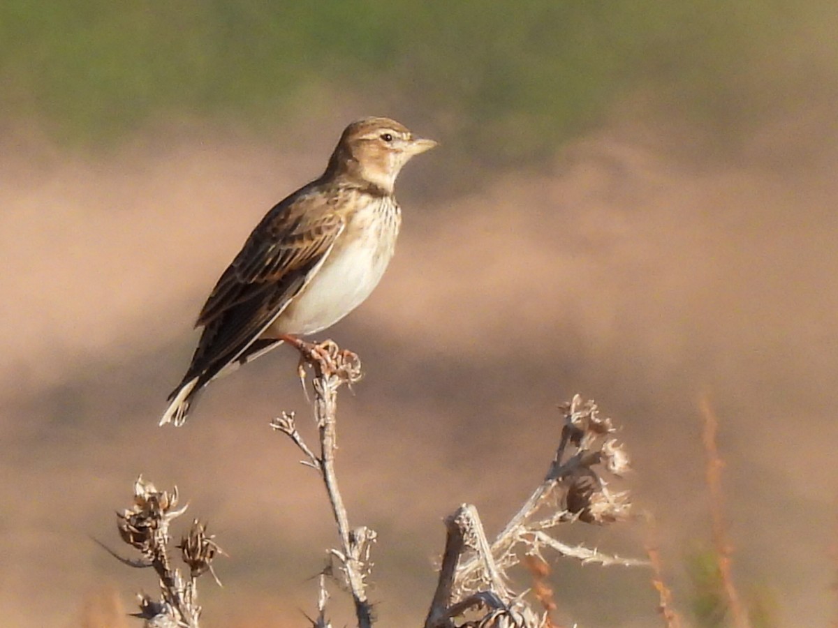Calandra Lark - ML643029759