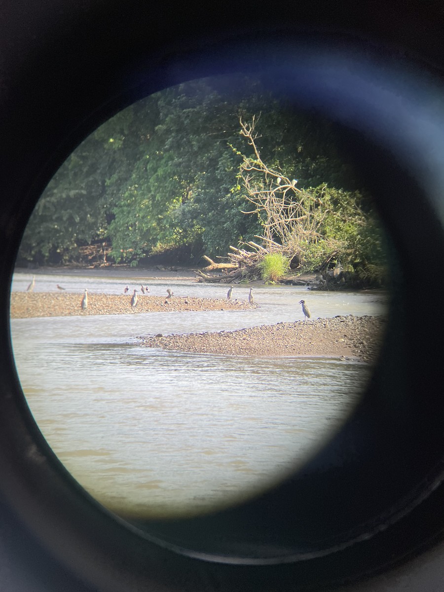 Yellow-crowned Night Heron - ML643029810