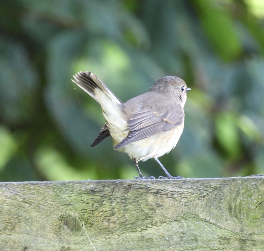 Red-breasted Flycatcher - ML643029814