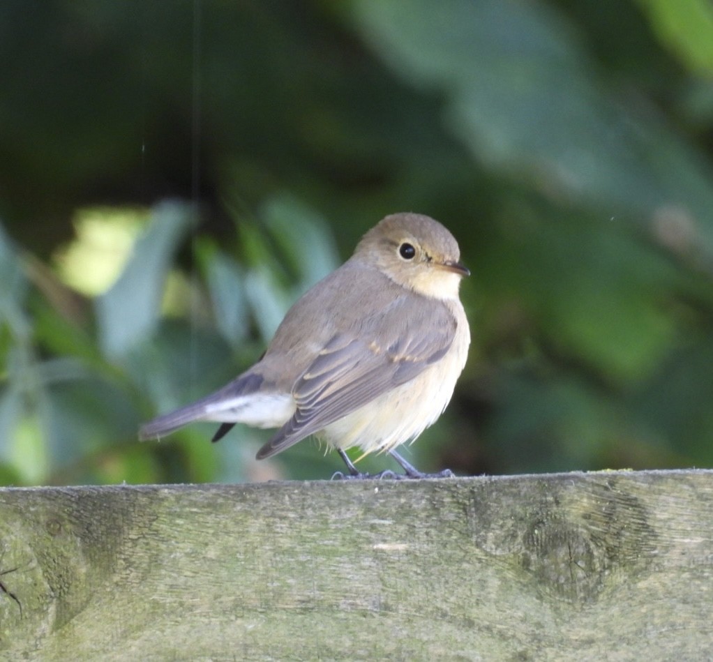 Red-breasted Flycatcher - ML643029815