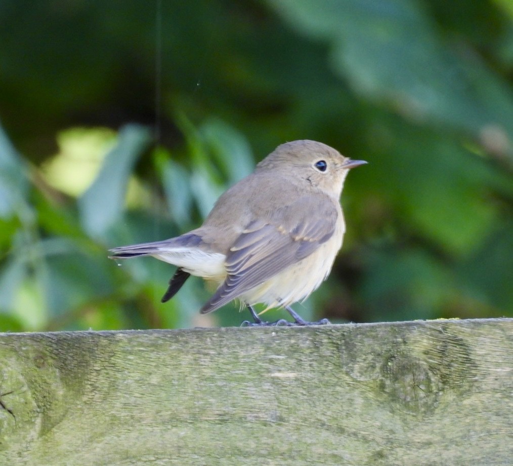 Red-breasted Flycatcher - ML643029816
