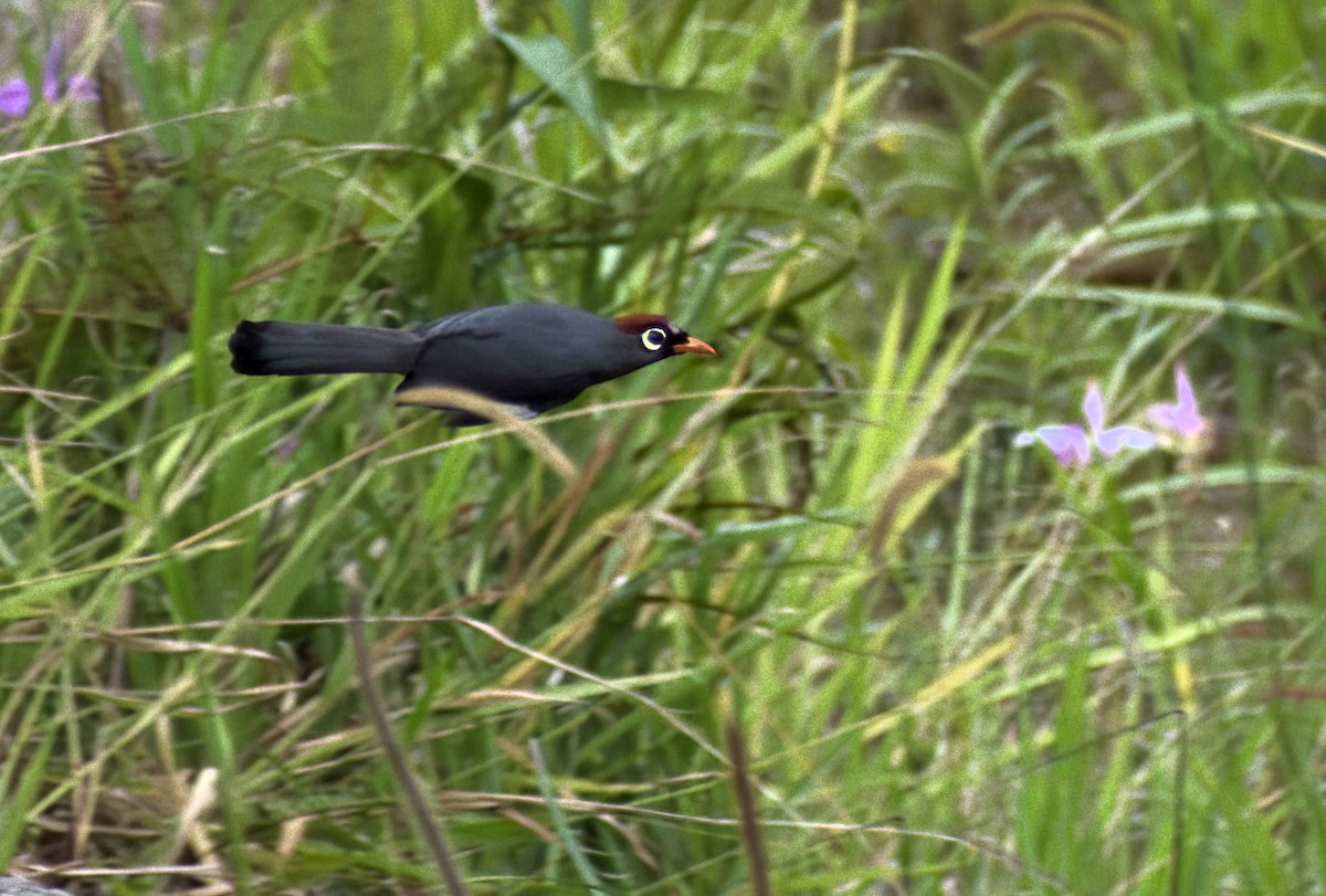Chestnut-capped Laughingthrush - ML643029830