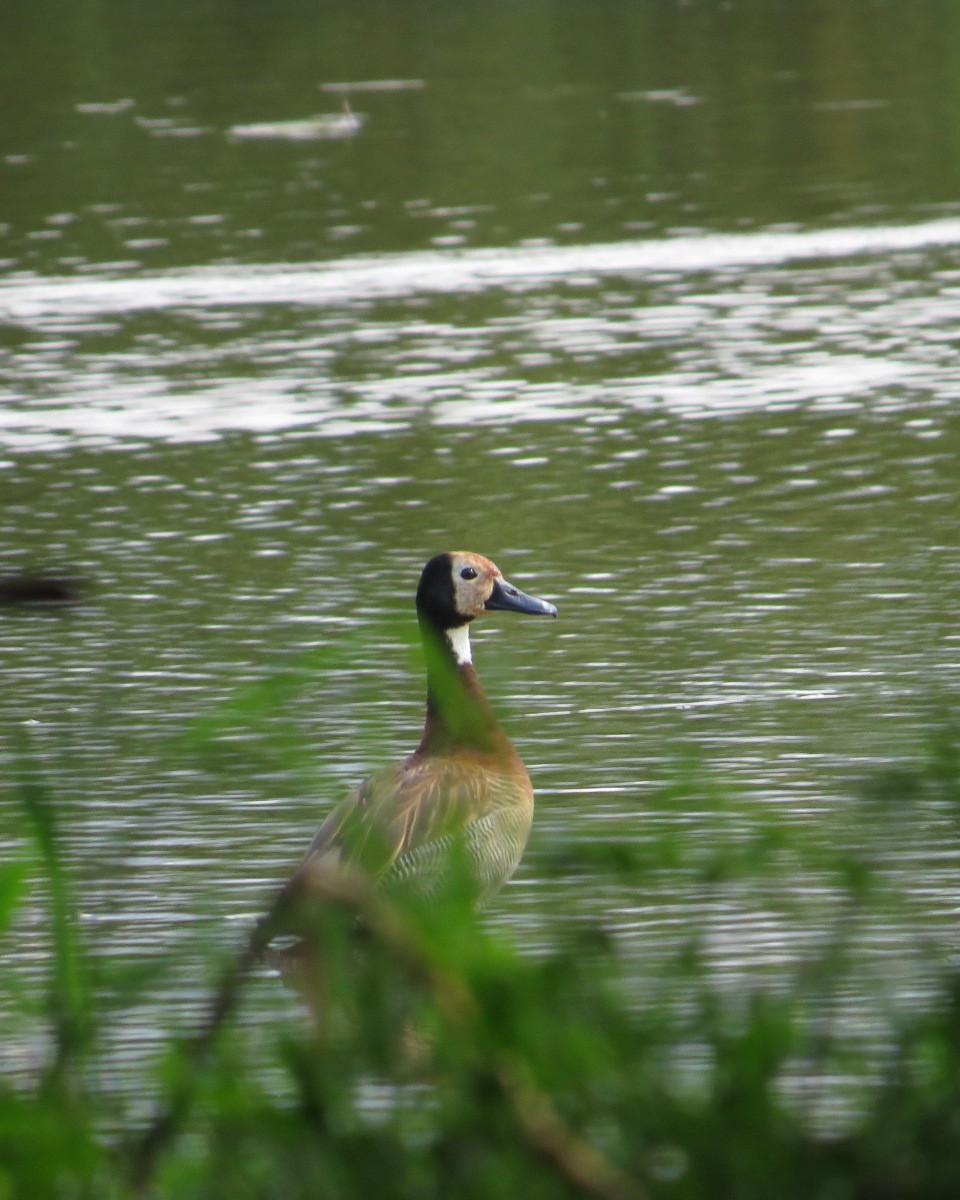 White-faced Whistling-Duck - ML643029832