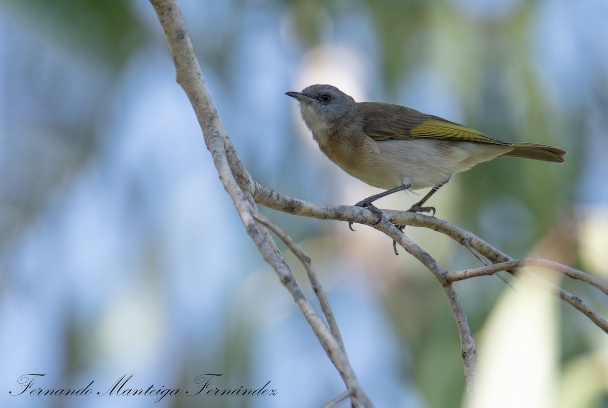 Rufous-banded Honeyeater - ML643029835