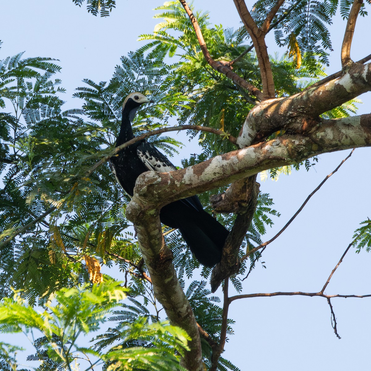 Blue-throated Piping-Guan - ML643029846