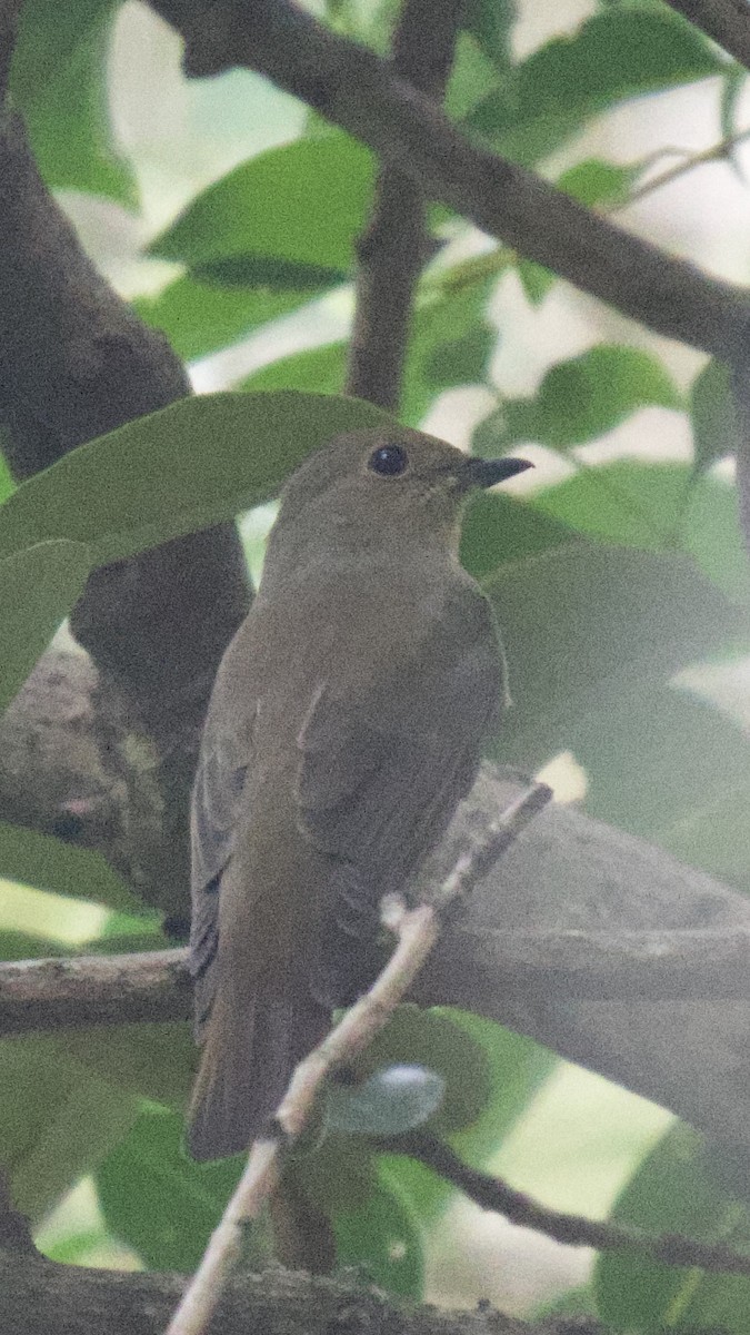 Blue-and-white Flycatcher - ML643029868
