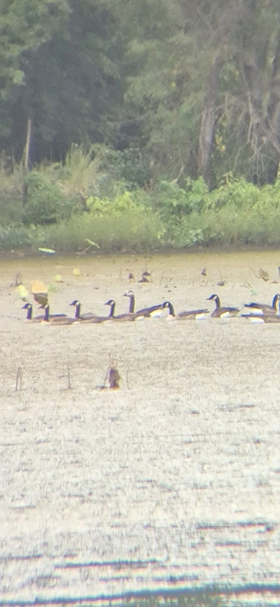 Graylag x Canada Goose (hybrid) - ML643029870