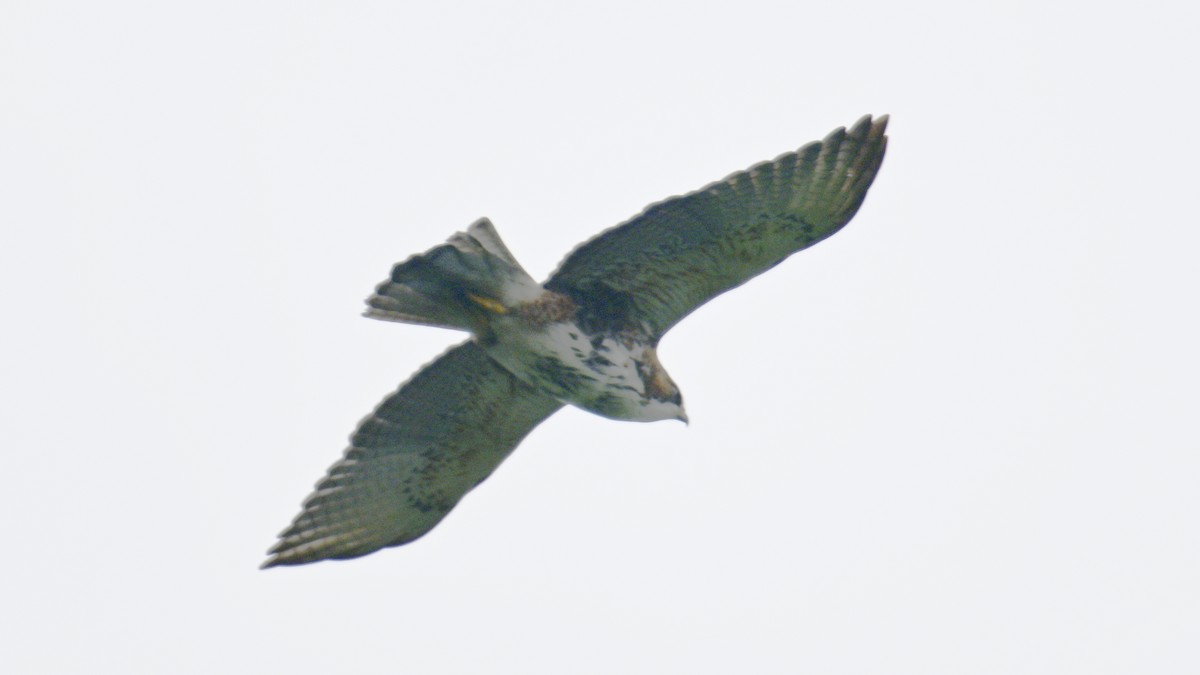 White-throated Hawk - ML643029871