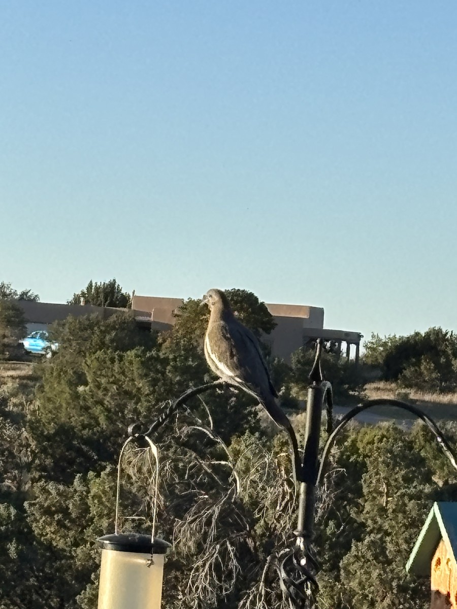 hrdlička bělavokřídlá - ML643029880