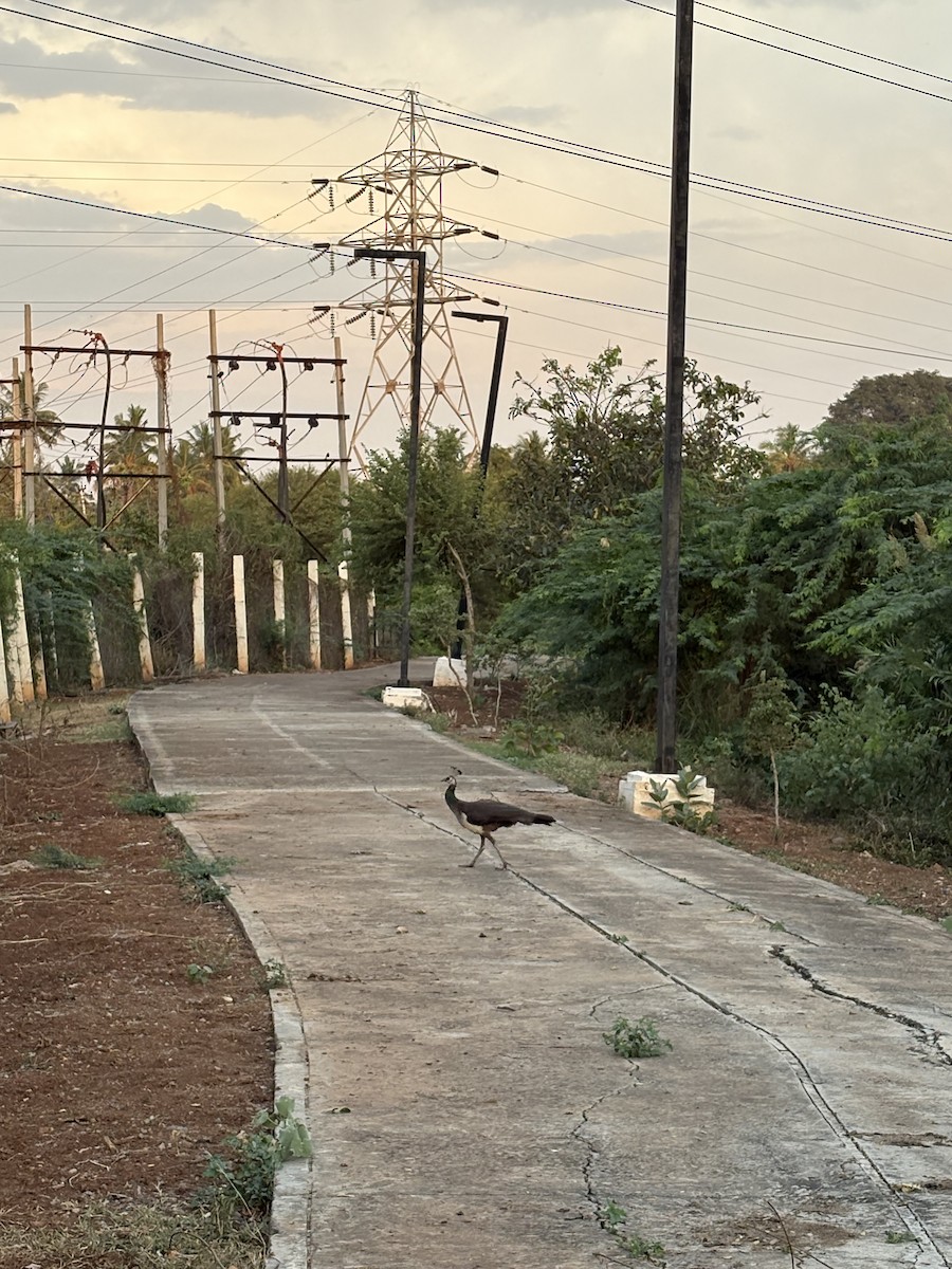 Indian Peafowl - ML643029893