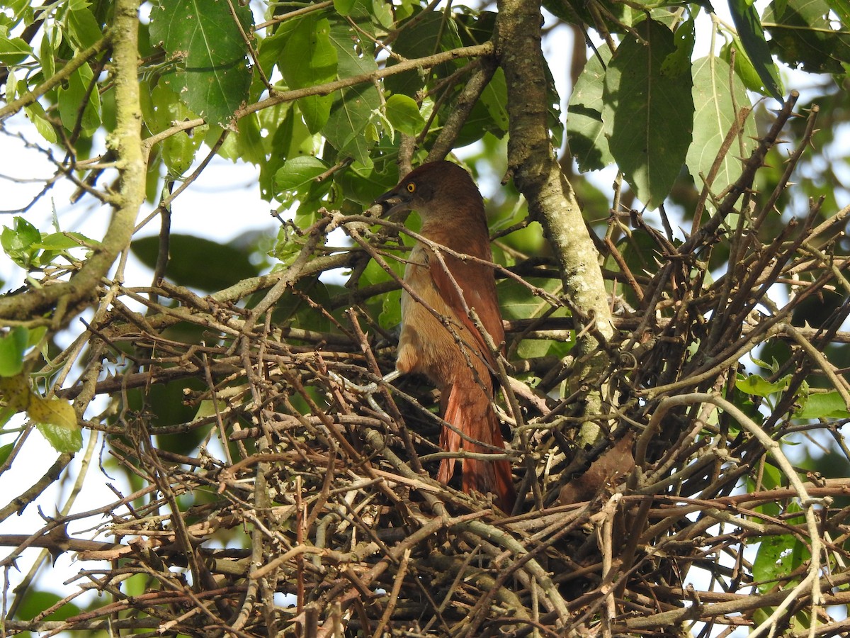 Greater Thornbird - ML643029894