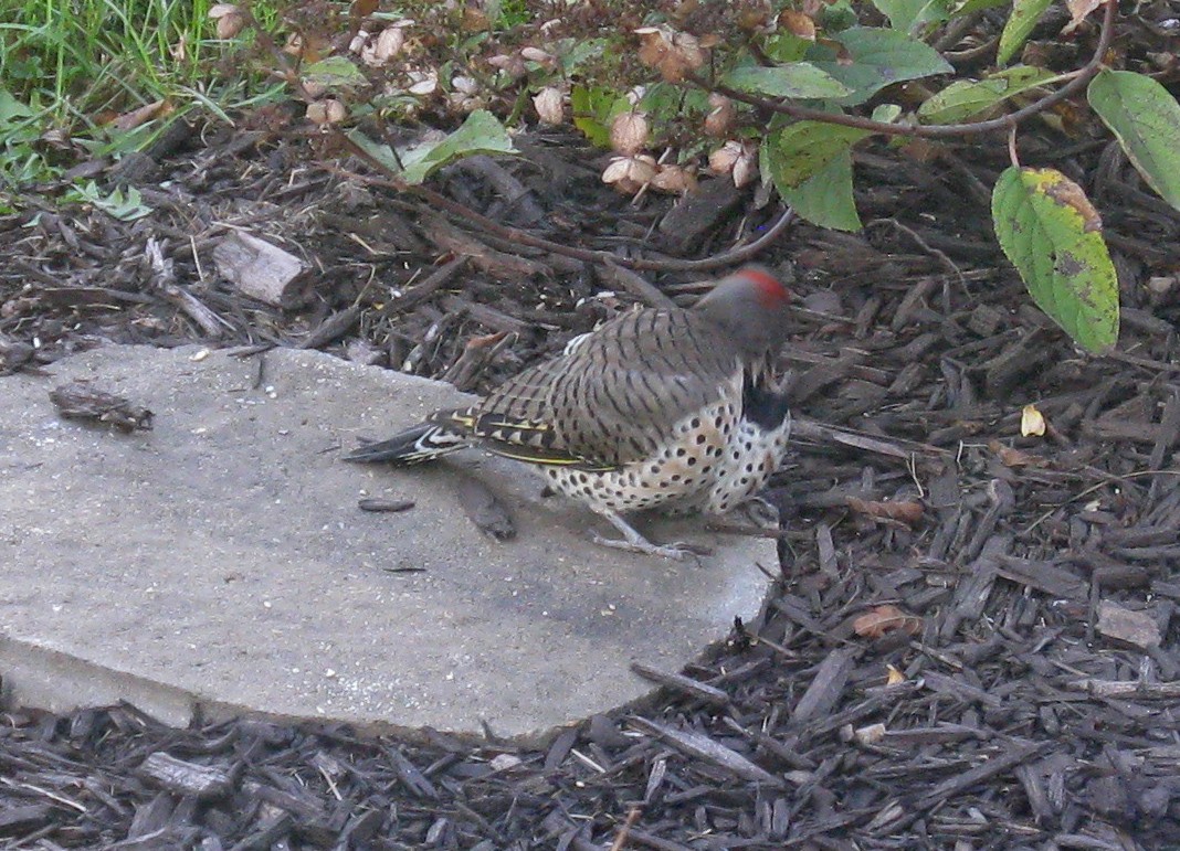 Northern Flicker - ML643029897