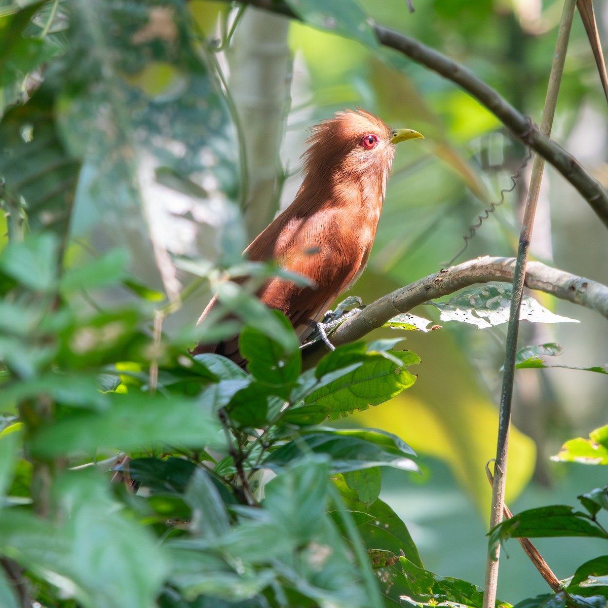 Little Cuckoo - ML643029913
