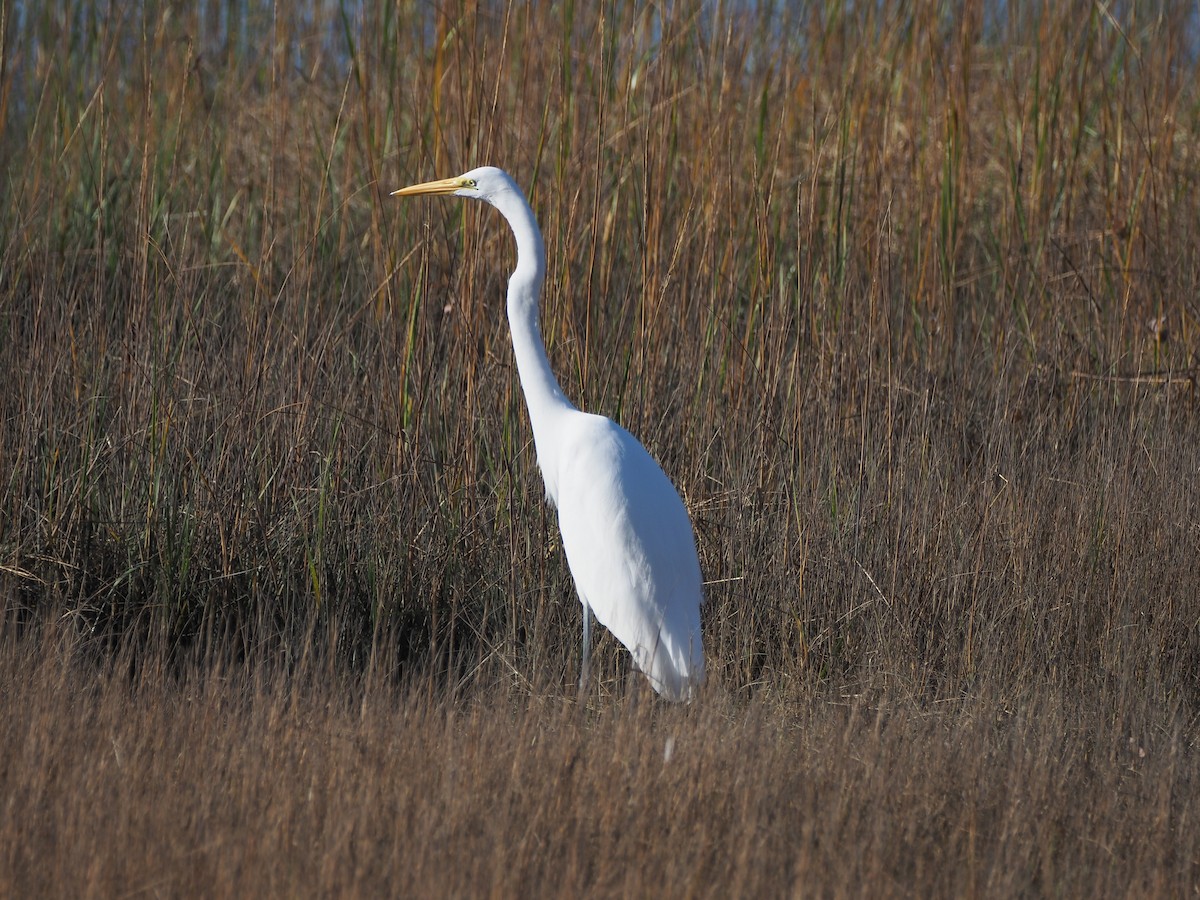 Great Egret - ML643029918
