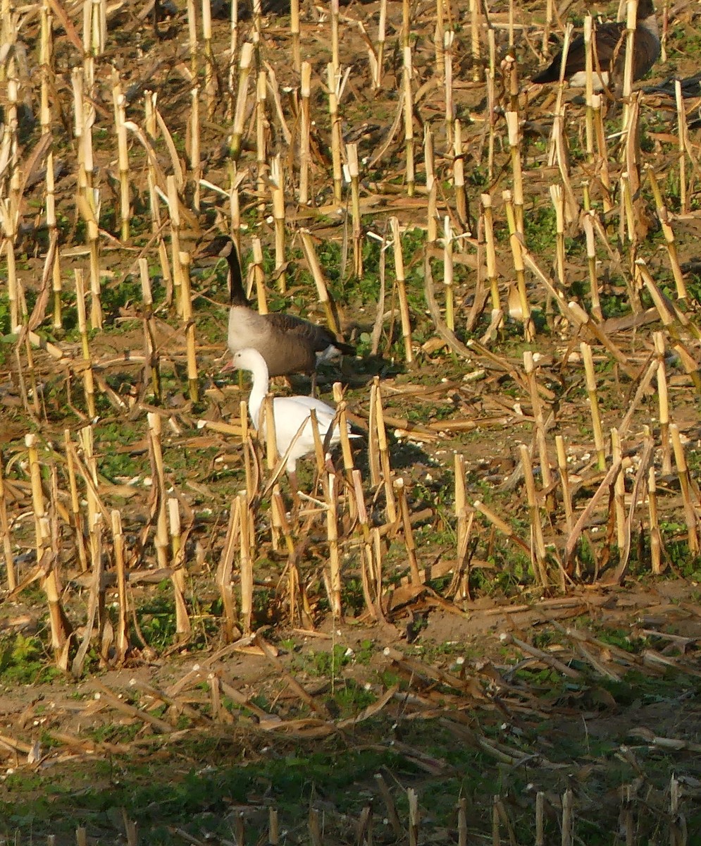 Цасны галуу - ML643029920