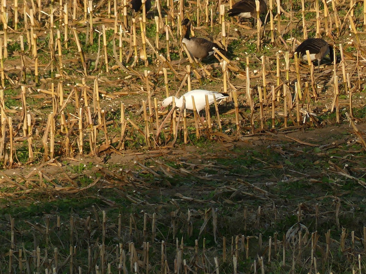 Цасны галуу - ML643029921