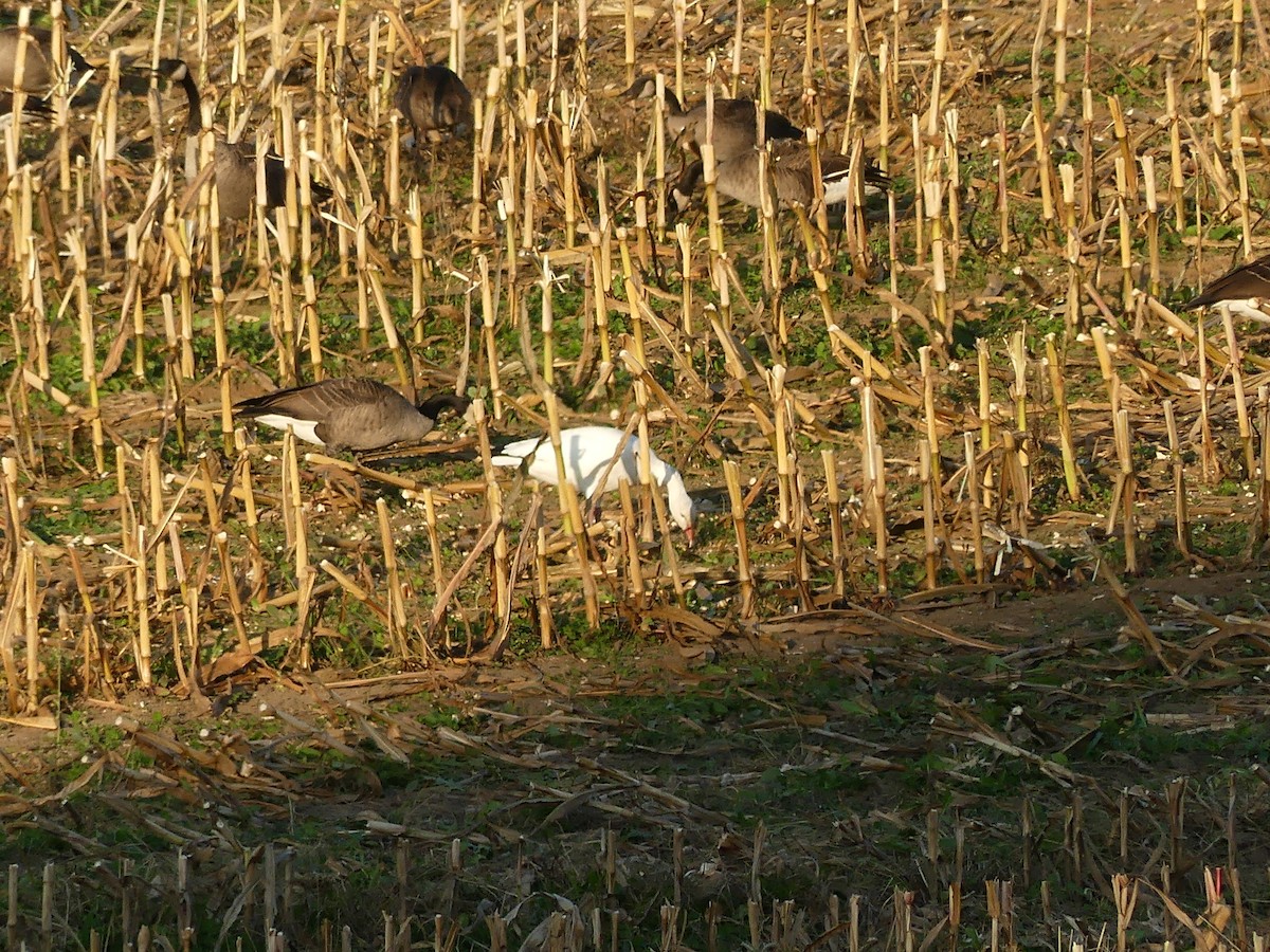 Цасны галуу - ML643029922