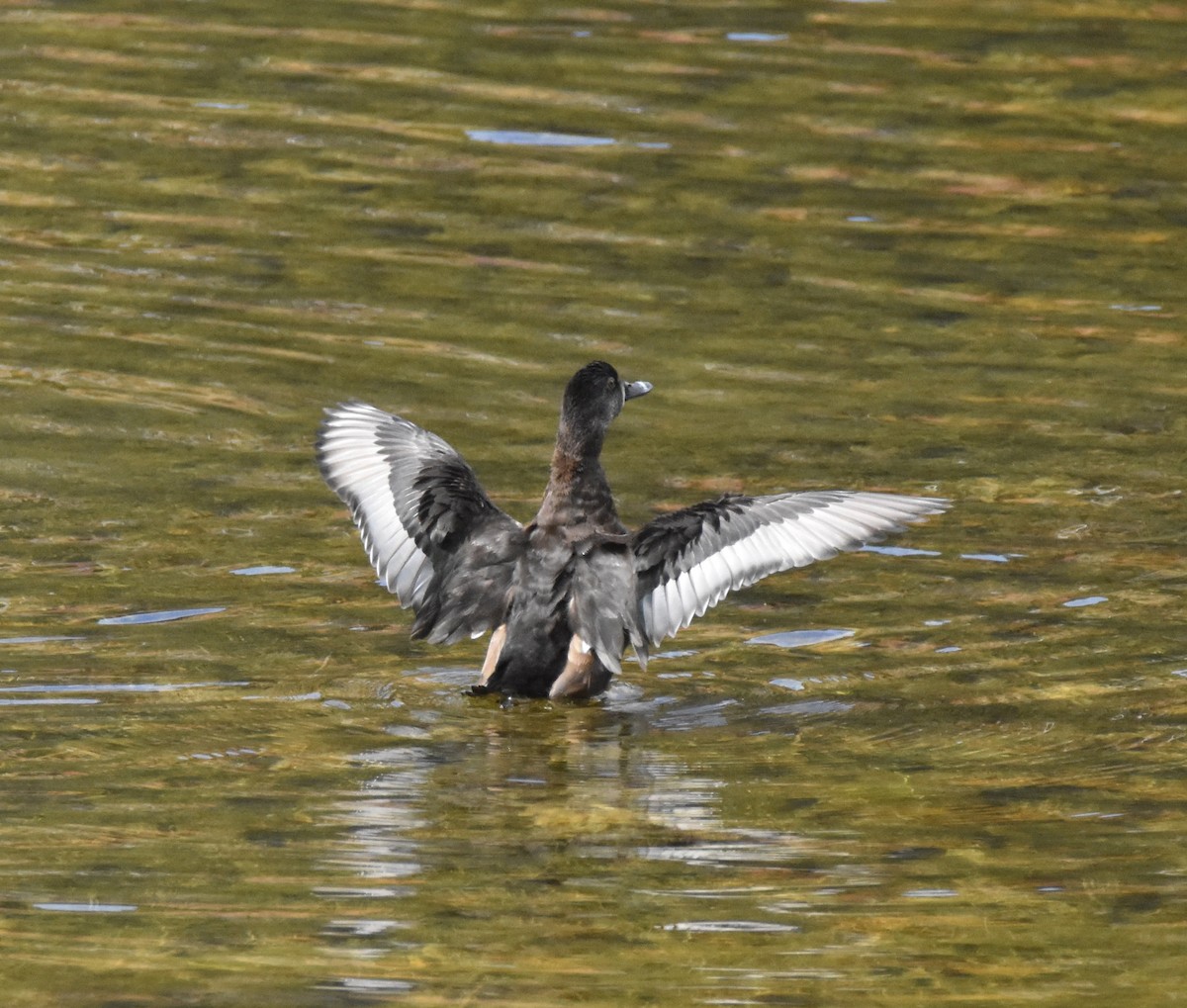 Ring-necked Duck - ML643029930