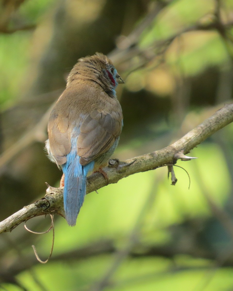 Red-cheeked Cordonbleu - ML643029962