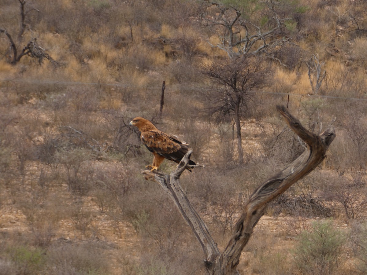 Tawny Eagle - ML643030004