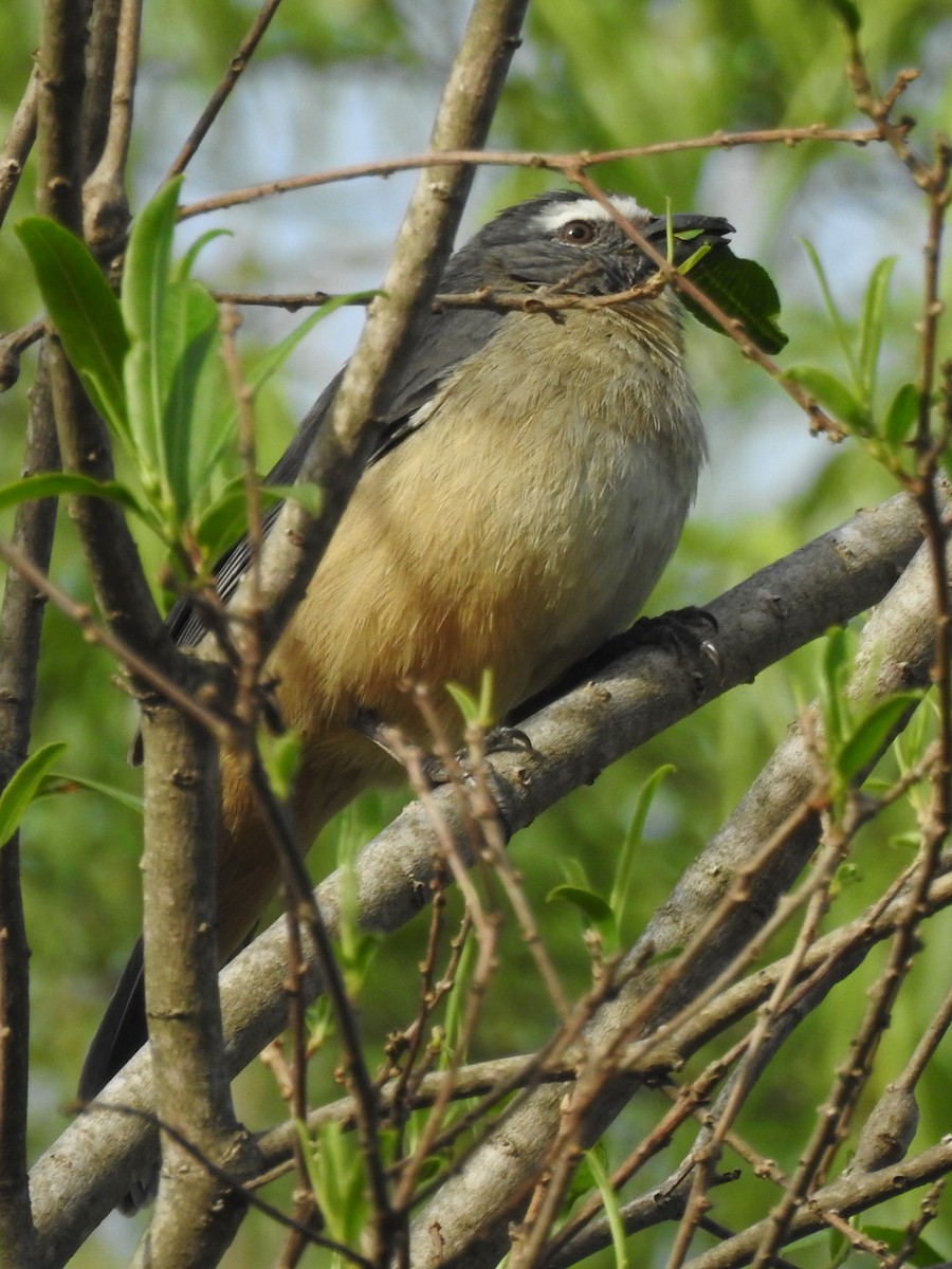 Bluish-gray Saltator - ML643030006