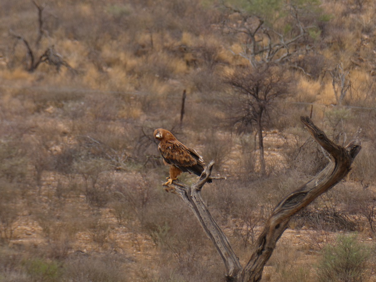 Tawny Eagle - ML643030008