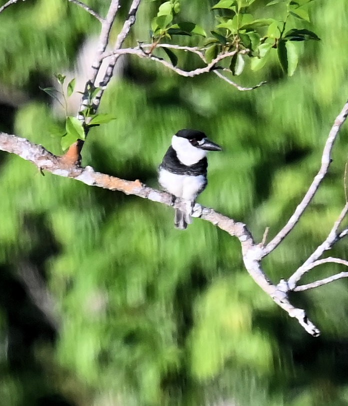 Guianan Puffbird - ML643030014