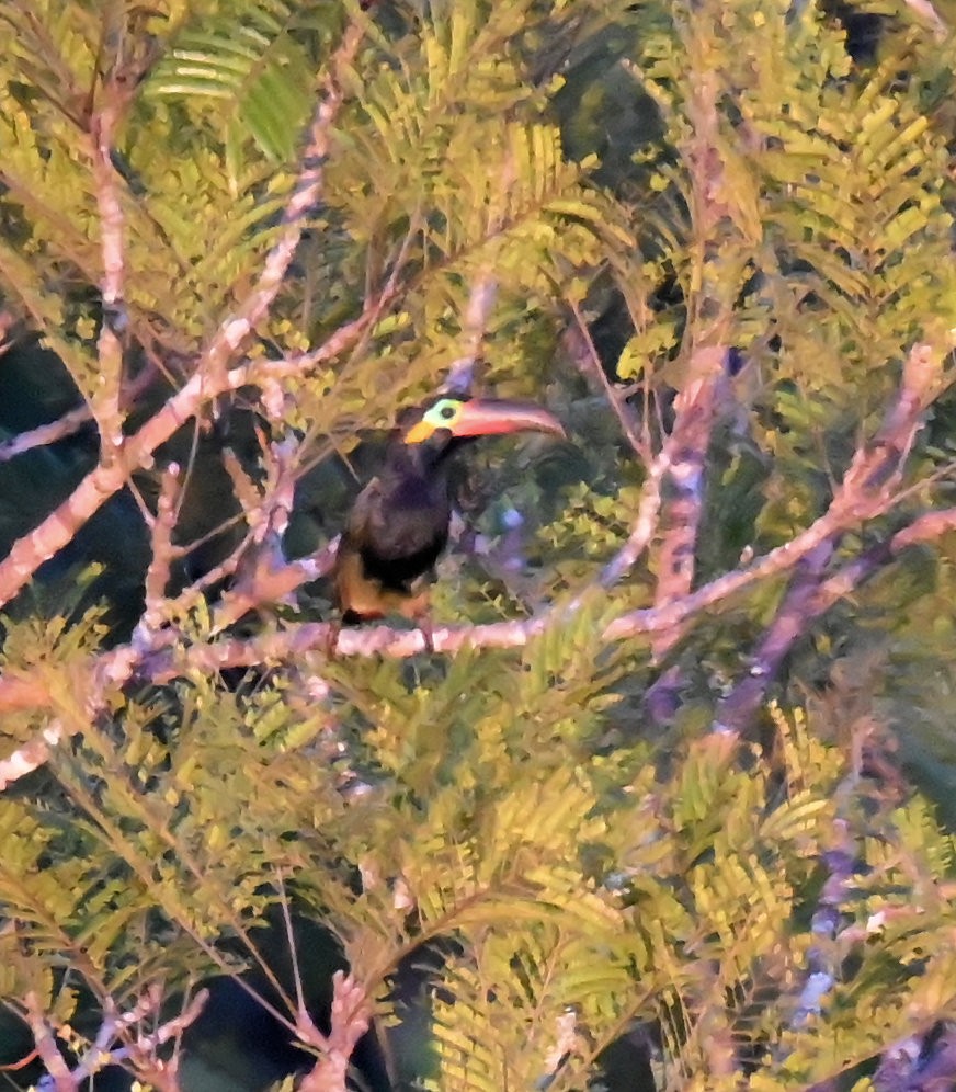 Guianan Toucanet - ML643030022