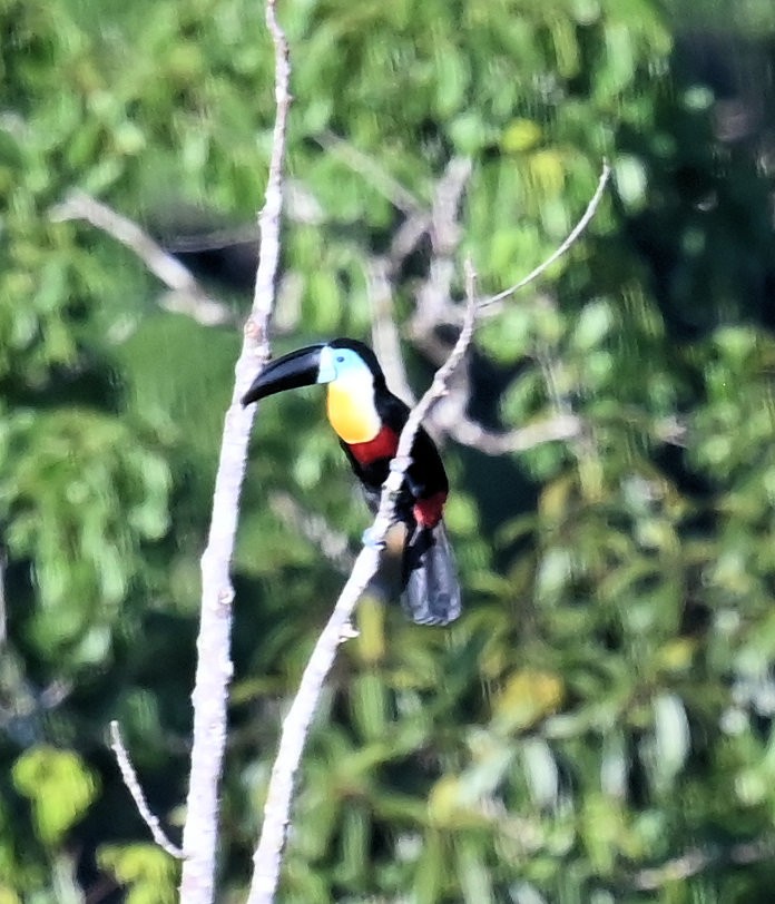 Channel-billed Toucan (Channel-billed) - ML643030026
