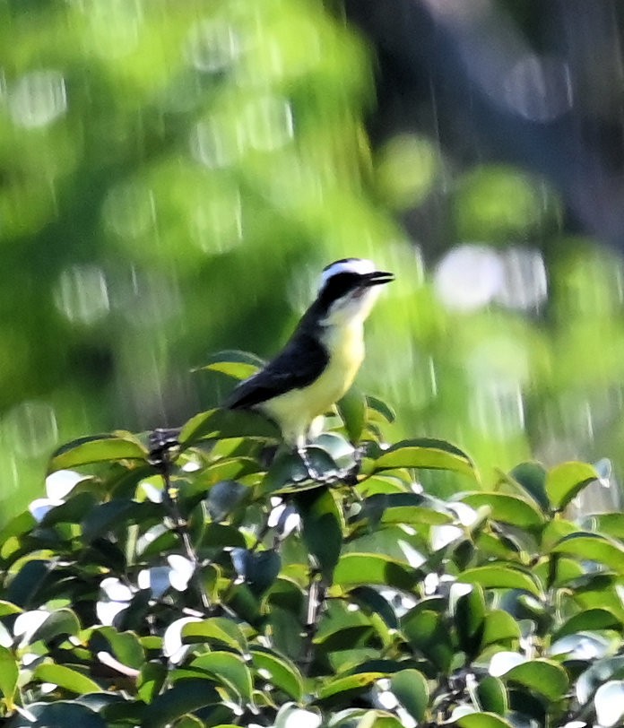 Yellow-throated Flycatcher - ML643030035