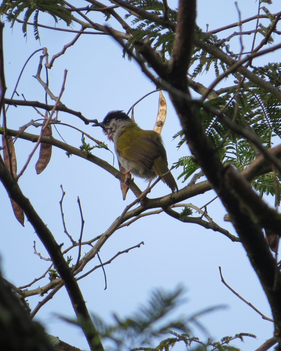 Gray-capped Warbler - ML643030040