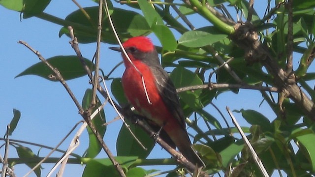Vermilion Flycatcher - ML643030053