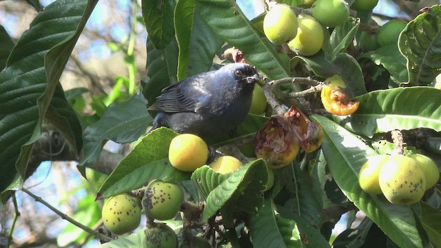Diademed Tanager - ML643030057