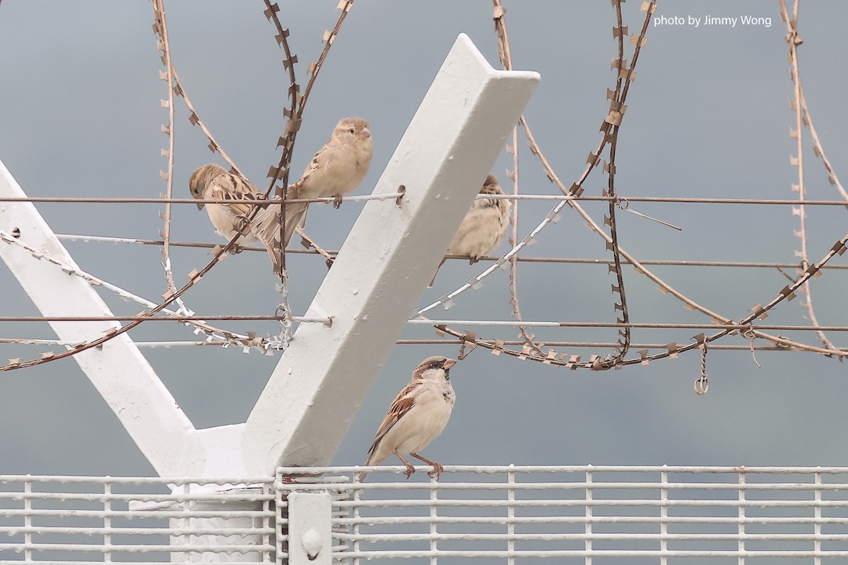 House Sparrow - ML643030063