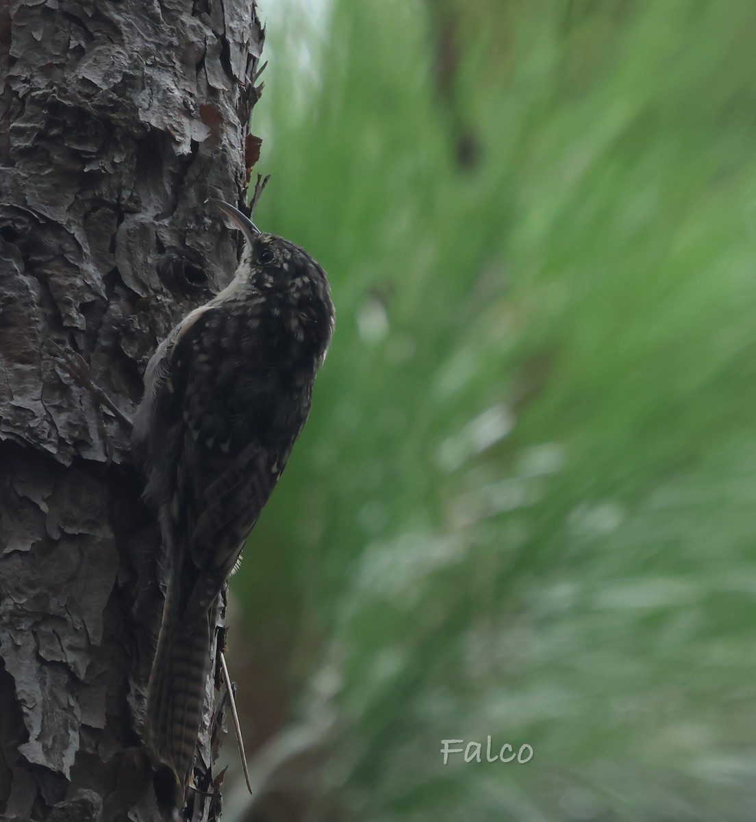 Bar-tailed Treecreeper - ML643030084