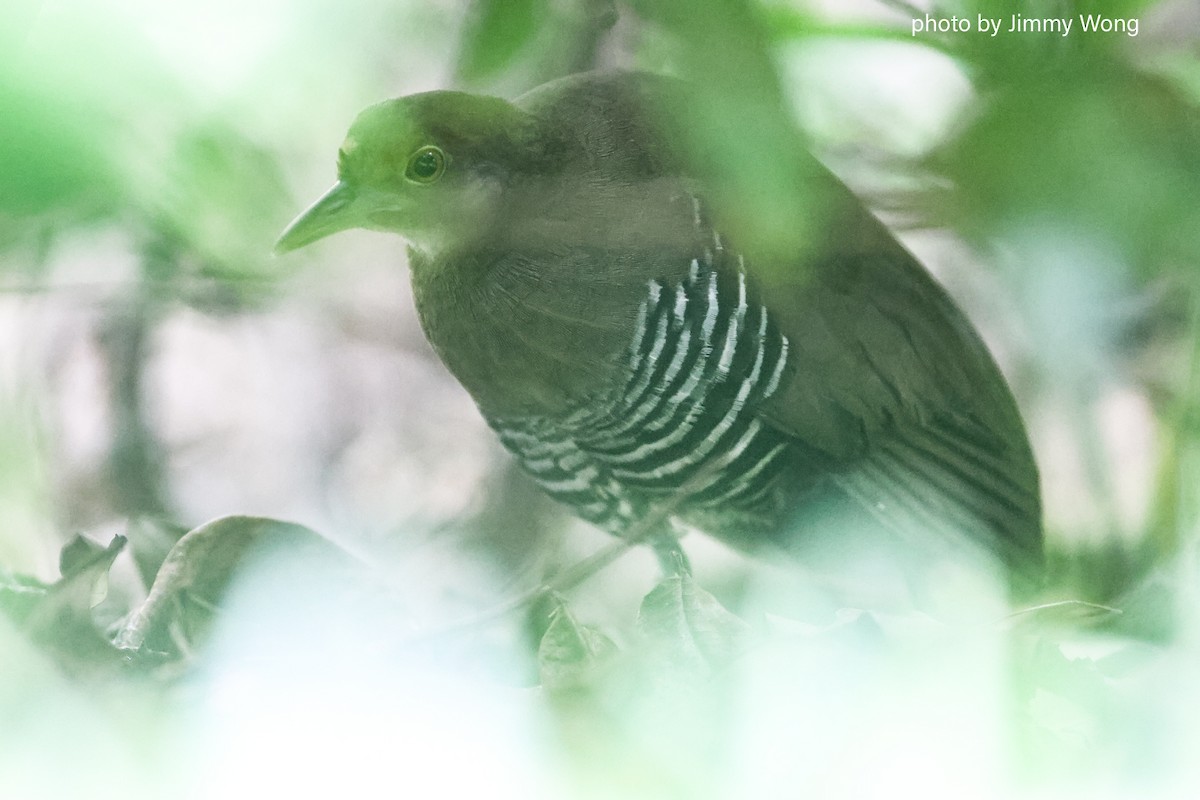 Slaty-legged Crake - ML643030092